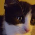 Photo of Arlo