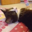Photo of Bramble