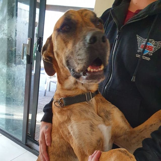 Photo of Bandit Db493