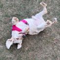 Photo of Yogi