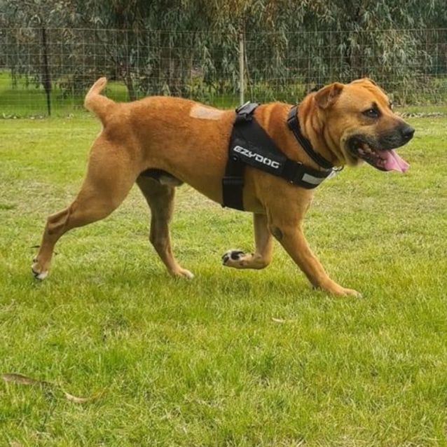 Photo of Vinnie Dl2909