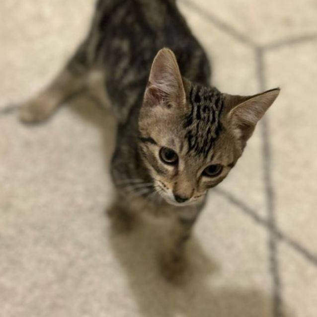 Photo of Cashew   Located In Reservior