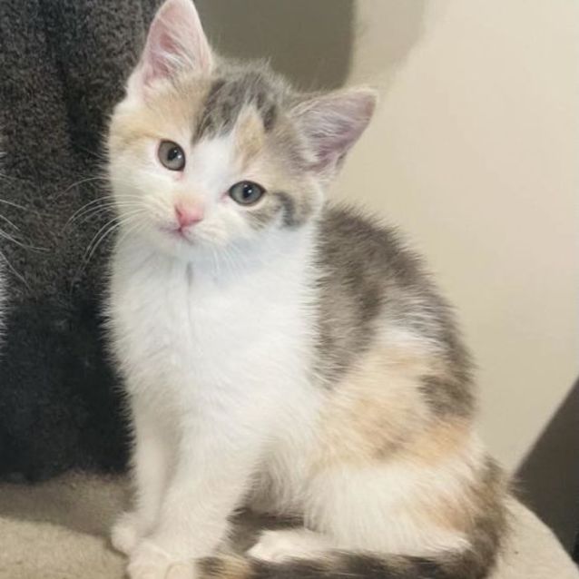 Photo of Penny   Located In Preston