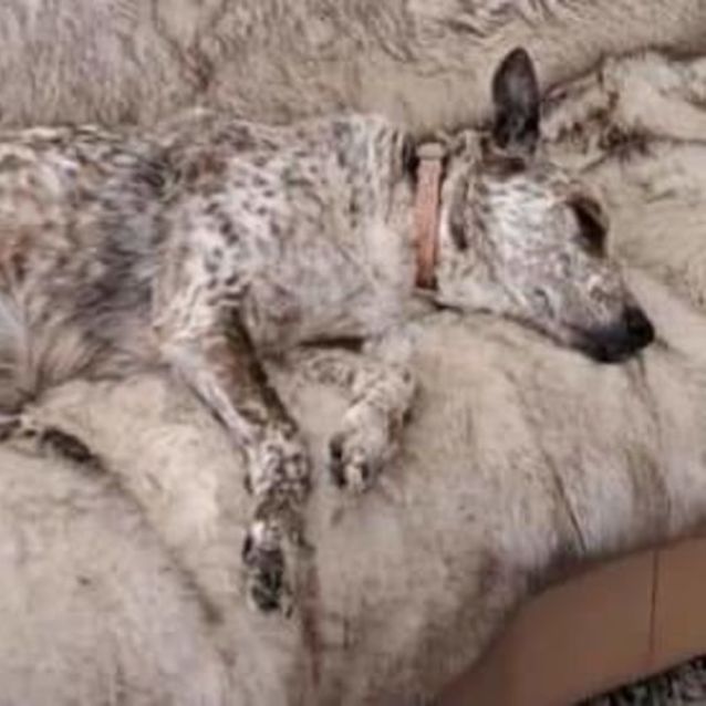 Photo of Jessie's Girl