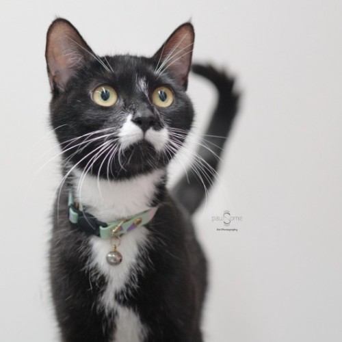 Missy Moo **2nd Chance Cat Rescue**