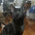 Photo of Cinder **2nd Chance Cat Rescue**