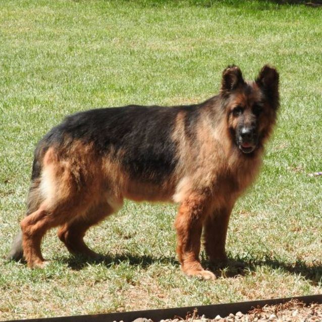 Photo of Bella And Frisco Aka The Lions