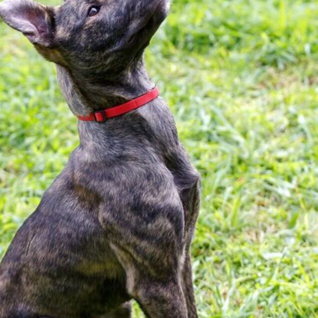 Staghound x kelpie clearance