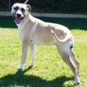 Photo of Whisper