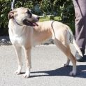 Photo of Whisper