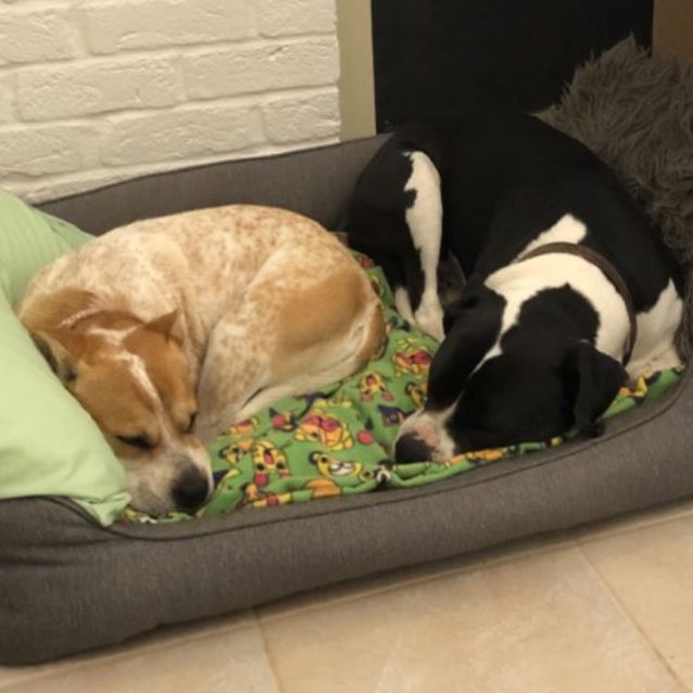 Photo of Lexi And George 