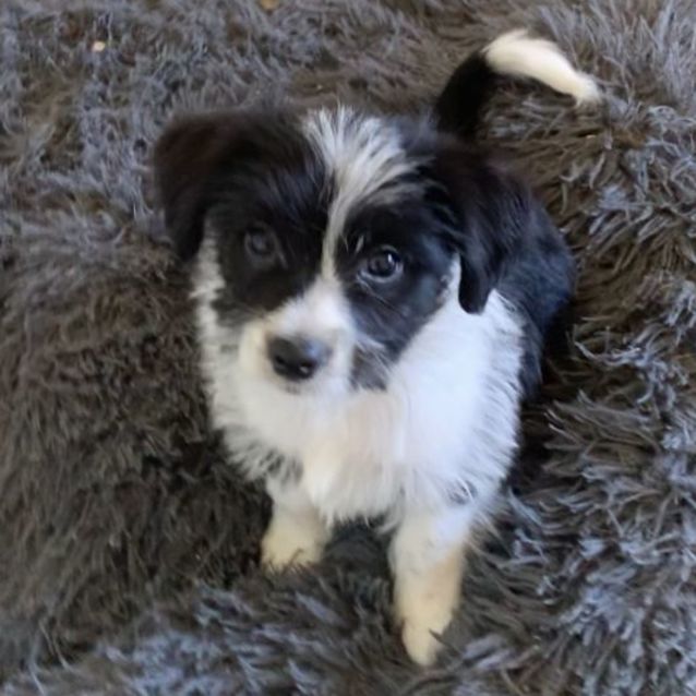 Shih tzu border collie mix best sale for sale