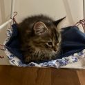 Photo of Vienna **2nd Chance Cat Rescue **