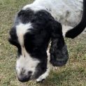 Photo of Fletch