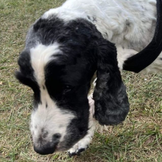 Photo of Fletch