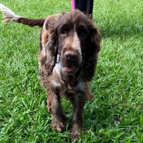 Cadbury