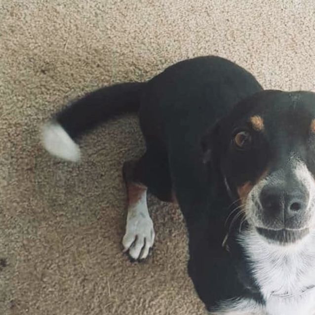 Photo of Rocco