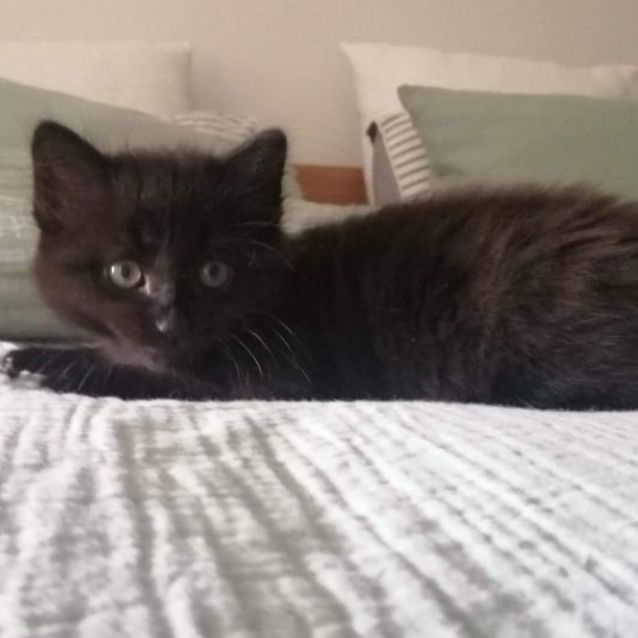 Photo of Kuro 🐾🐈‍⬛🐾