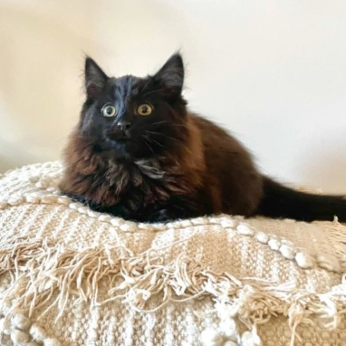 Wilma - Located in Kensington