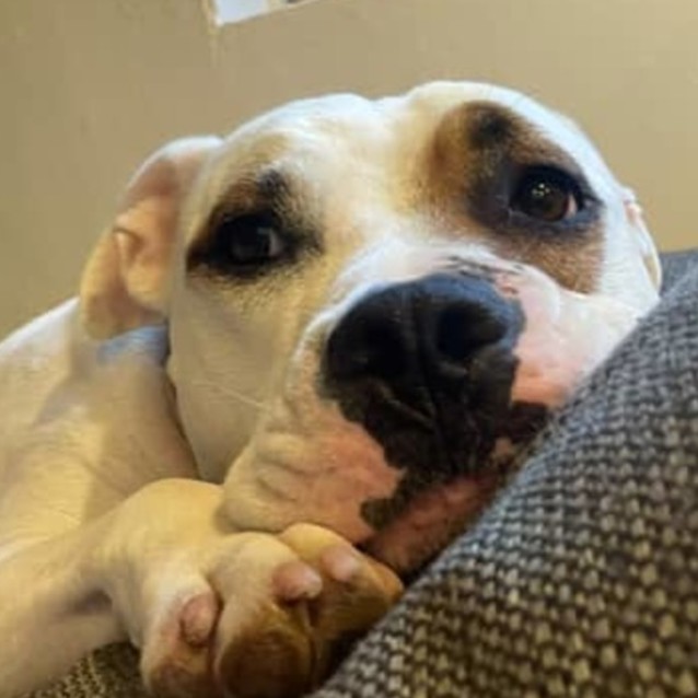 Photo of Patch 🐶