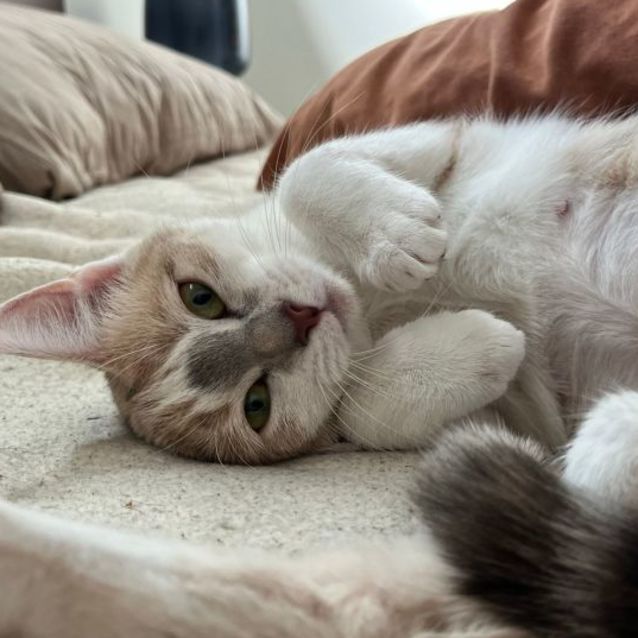 Photo of Freyr & Athena