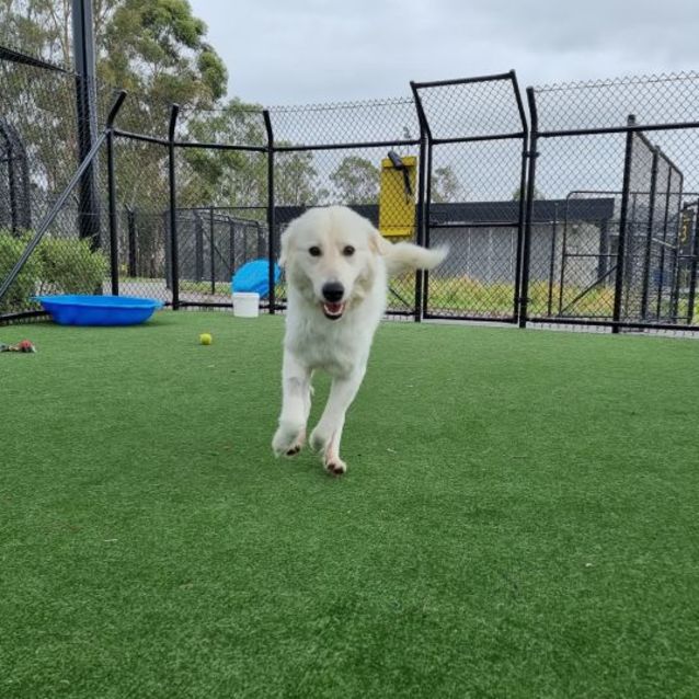 Photo of Chilli Imp 1769