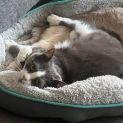 Photo of Estaban **2nd Chance Cat Rescue**