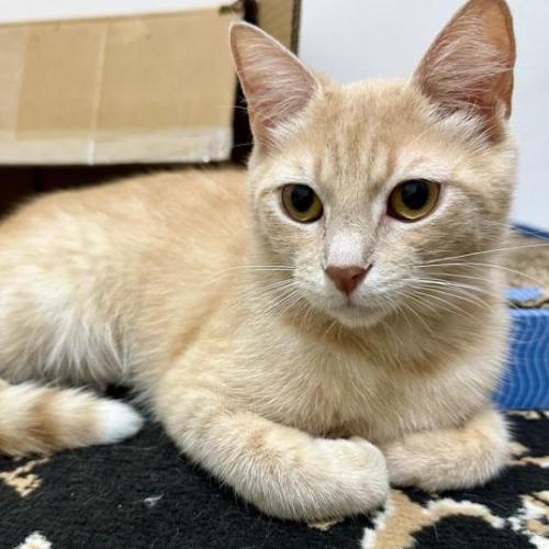 No photo for Snow❄️