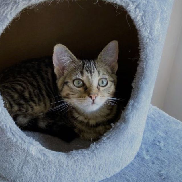 Photo of Tangerine ^^Dandy Cat Rescue^^