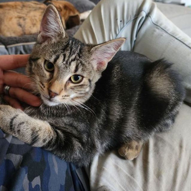 Photo of Binki And Leopard 