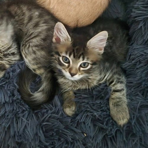 Snowdon ** 2nd Chance Cat Rescue**