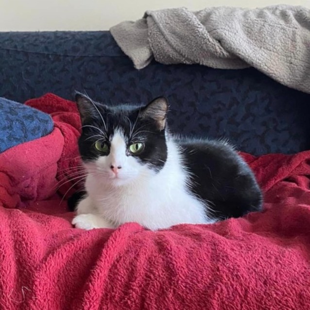 Photo of Clessie **2nd Chance Cat Rescue**