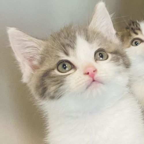 Lenny - Located in Preston
