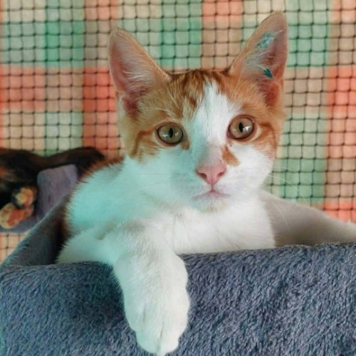 Emil ** 2nd Chance Cat Rescue **