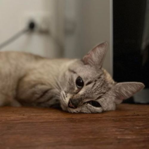 Callie- 6 Year Old Female Cat