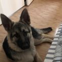 Photo of Luna Dl2083