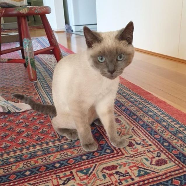 Photo of Bella