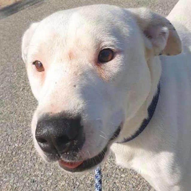 Photo of Polo Dl2417