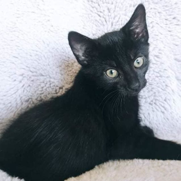 Photo of Liquorice