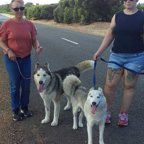 Honey - Siberian Husky Dog