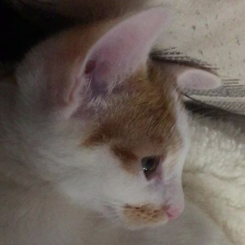 Claude