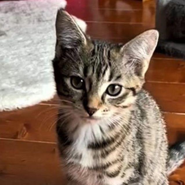 Photo of Tangerine ^^Dandy Cat Rescue^^