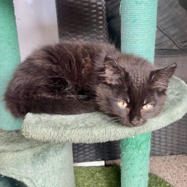 Photo of Nightfalcon 