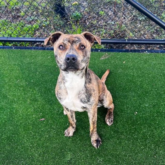 Photo of Rocky Imp 1193