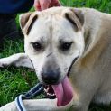 Photo of Chase 34929