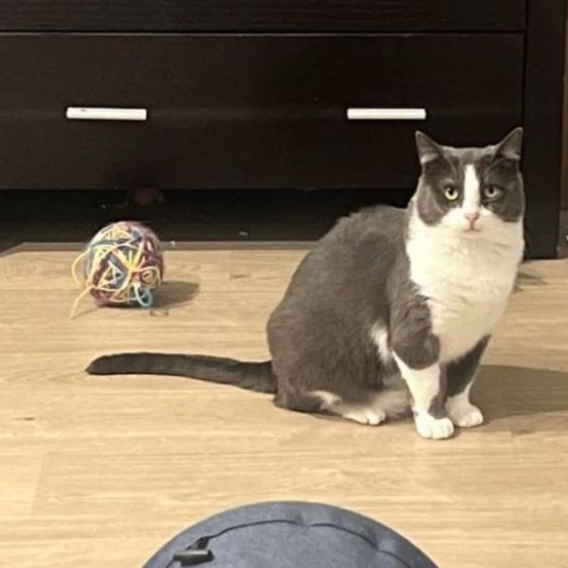 Photo of Estaban **2nd Chance Cat Rescue**