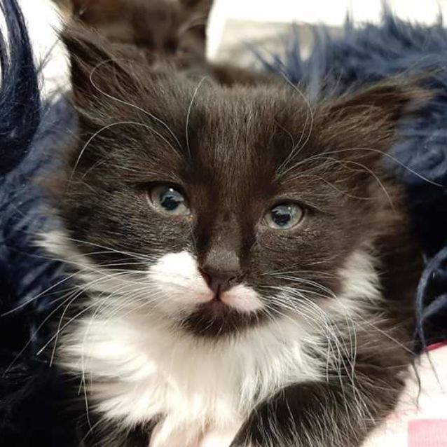 Photo of Mow **2nd Chance Cat Rescue**