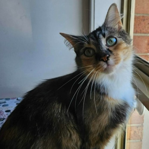 Mary ** 2nd Chance Cat Rescue **