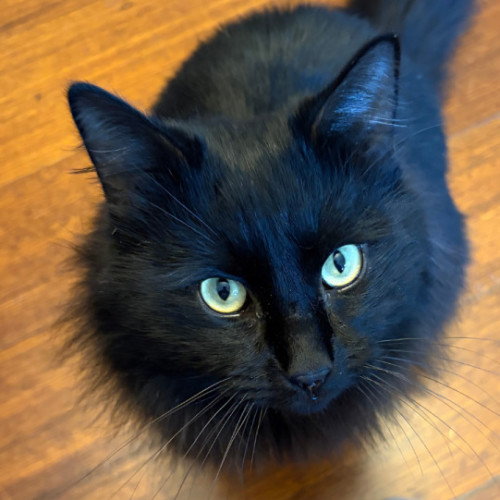 Gilbert