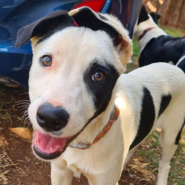 Photo of Soos (Pronounced Like Dr Seuss!)